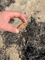 Nectocarcinus integrifrons
