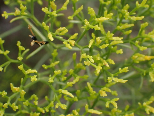 Sticky Snakeweed