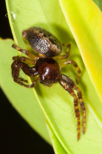 Camaricus castaneiceps