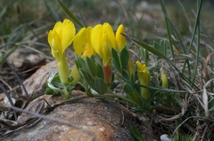 Chamaecytisus wulfii