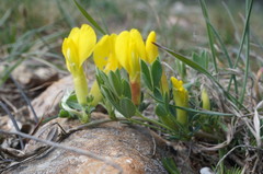 Chamaecytisus wulfii