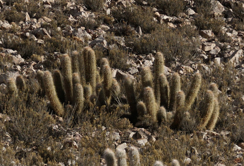 Oreocereus leucotrichus