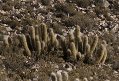 Oreocereus leucotrichus