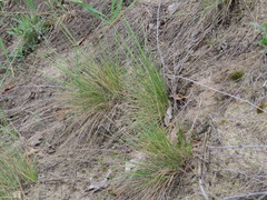 Festuca beckeri