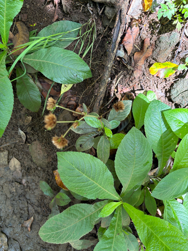 Elephantopus mollis observed 2026-07-22