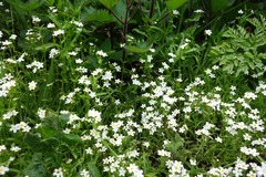 Plagiobothrys chorisianus chorisianus