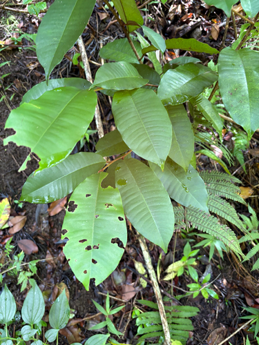 Chrysophyllum oliviforme observed 2026-07-22