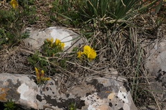 Chamaecytisus wulfii