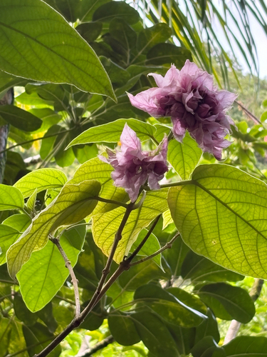 Clerodendrum macrostegium observed 2026-07-22