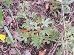 Potentilla incana