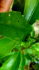 Neopithecops zalmora