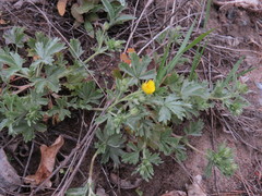 Potentilla incana