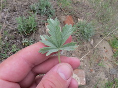 Potentilla incana