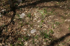 Allium siculum dioscoridis