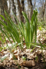 Allium siculum dioscoridis