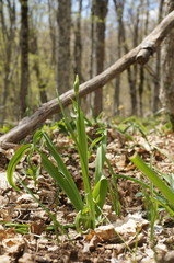 Allium siculum dioscoridis