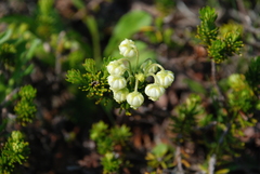 Phyllodoce aleutica