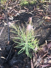 Banksia spinulosa
