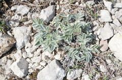 Hedysarum candidum