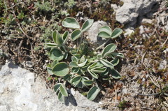 Hedysarum candidum