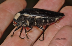 Sternocera orissa luctifera