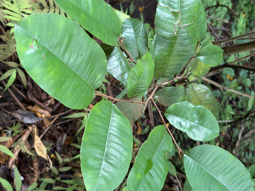 Chrysophyllum oliviforme observed 2026-07-22