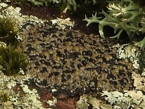 Tiny Button Lichen