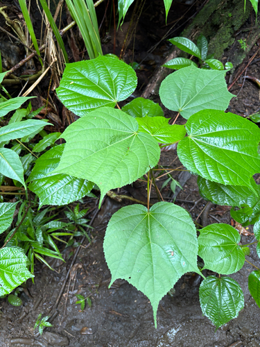 Heliocarpus americanus observed 2026-07-22