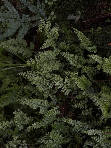 Asplenium tenuifolium, 2026-07-19