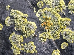 Polycauliona verruculifera