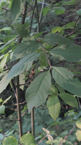 Euonymus occidentalis, photograph 3