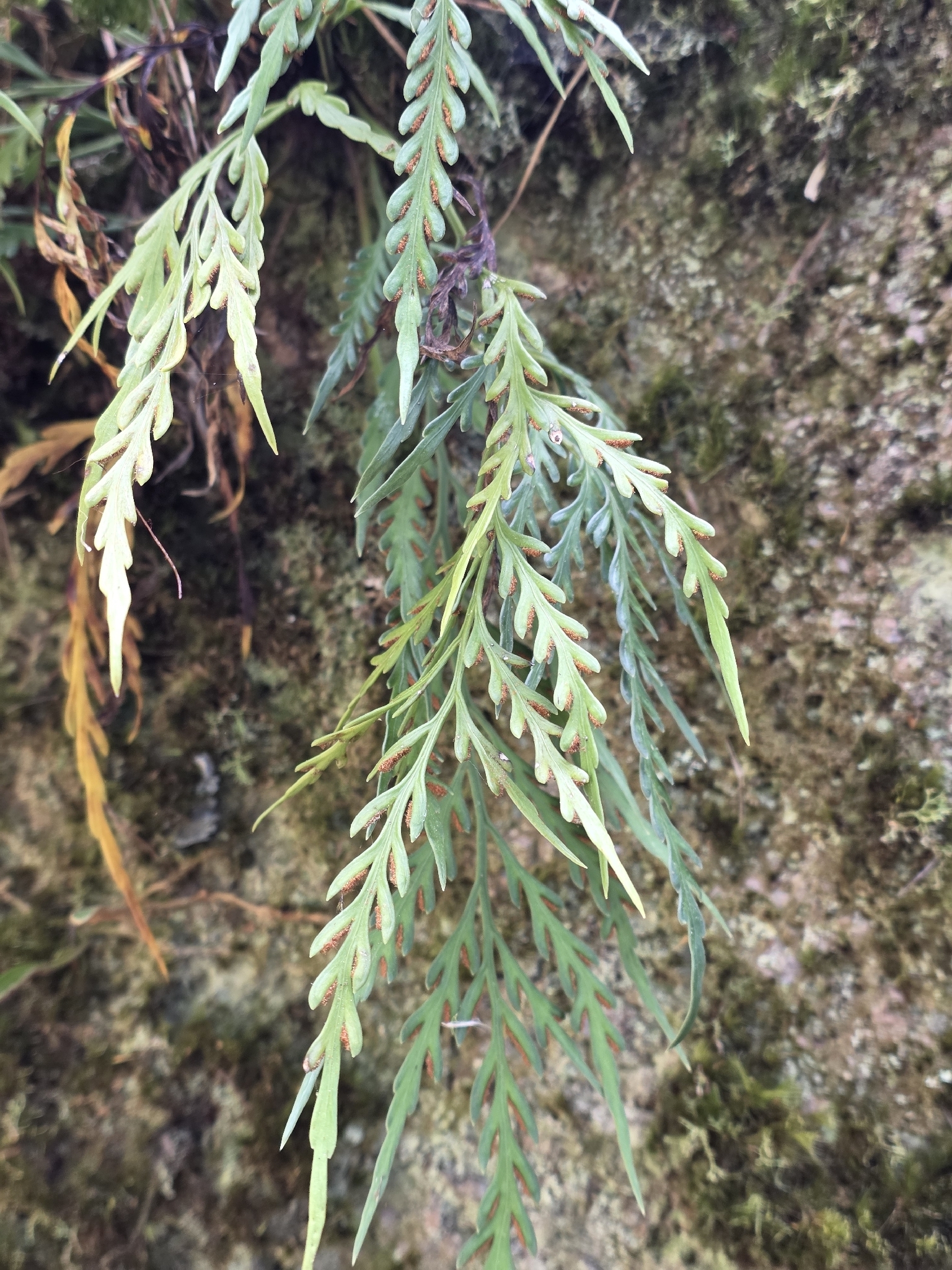 Asplenium flaccidum