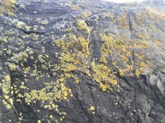 Polycauliona verruculifera