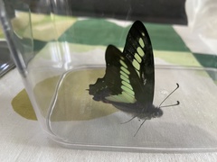 Graphium sarpedon nipponum