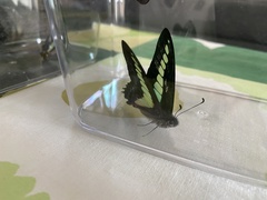 Graphium sarpedon nipponum