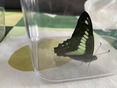 Graphium sarpedon nipponum