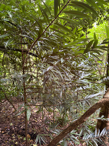 Elaeodendron orientale observed 2026-07-22