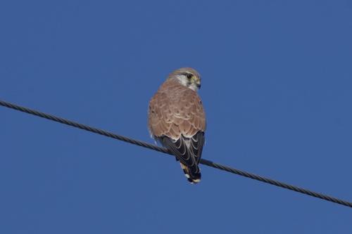 Nankeen Kestrel