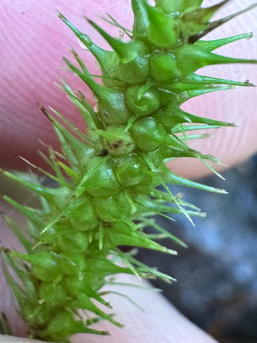 Carex baileyi observed 2026-07-22