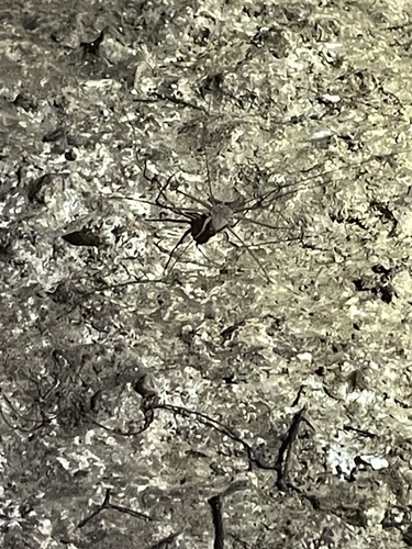 Phrynus operculatus