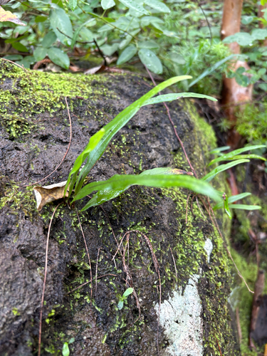 Lepisorus thunbergianus observed 2026-07-22