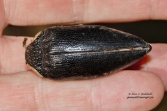 Sternocera orissa luctifera