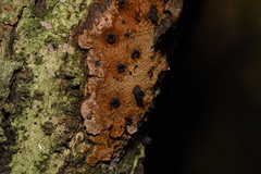 Fuscoporia ferrea