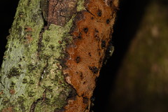 Fuscoporia ferrea