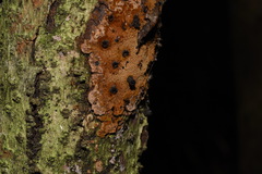 Fuscoporia ferrea