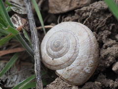 Oreohelix strigosa