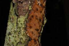Fuscoporia ferrea