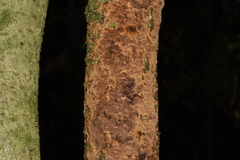 Fuscoporia ferrea