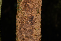 Fuscoporia ferrea