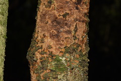 Fuscoporia ferrea